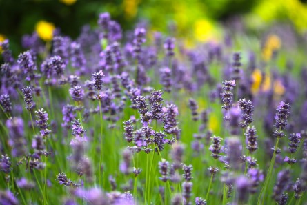 Lavender - Winchester